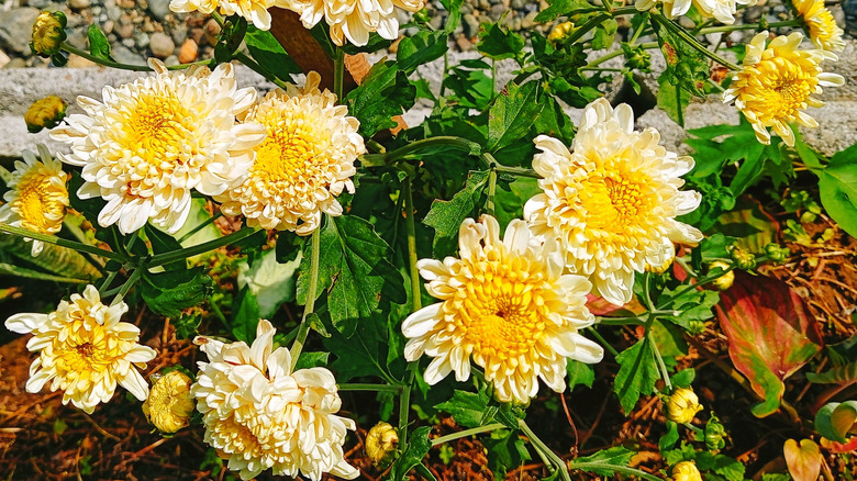 Cream and yellow mums in garden