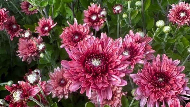 'Royal Glamour' bright pink mum blooms in garden