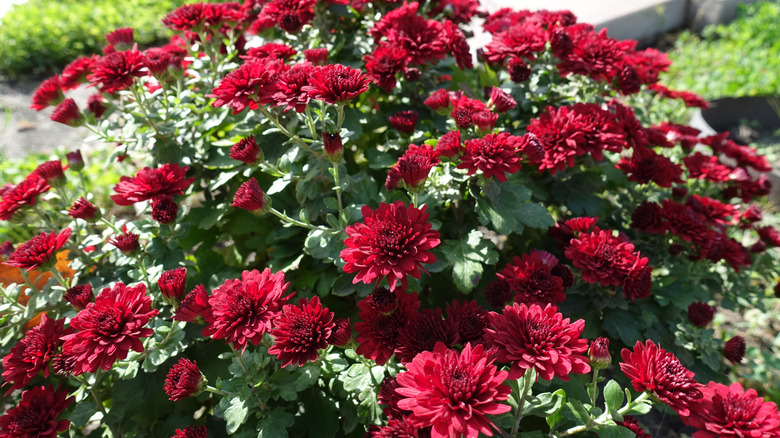 Many deep red mums in sunny garden