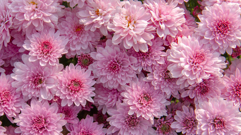 Garden mum 'Soft Cheryl Pink' in bloom