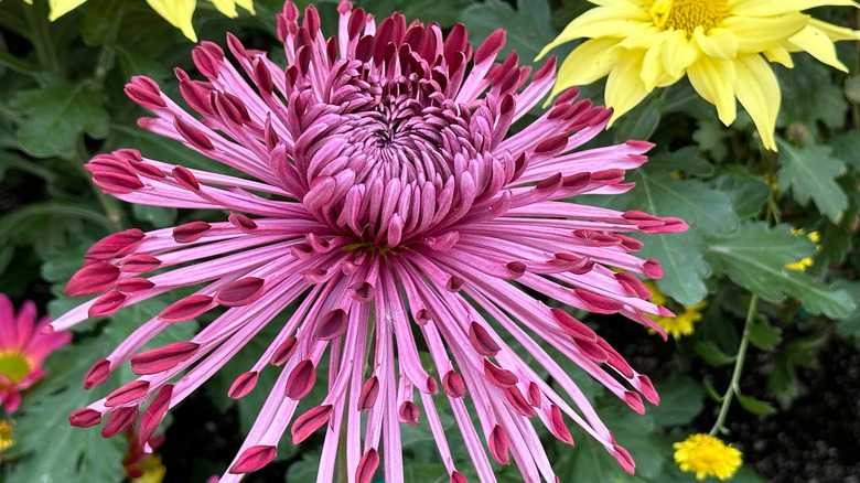 Purple bi-colored spider mum in garden