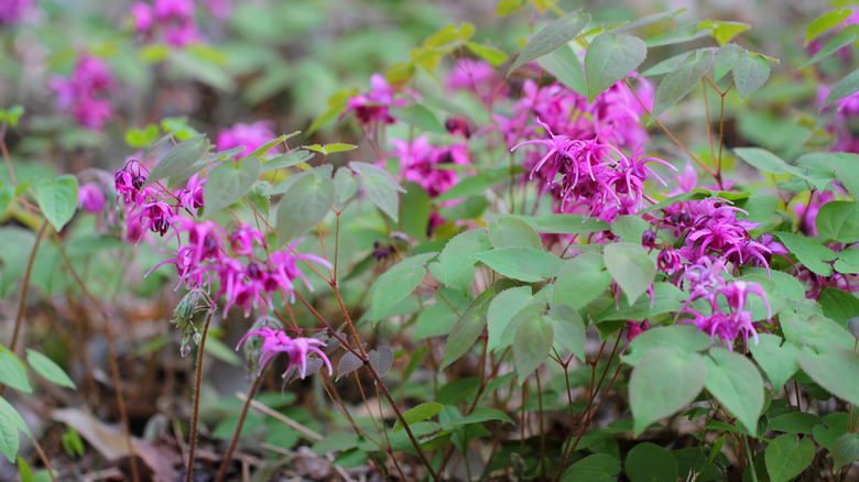 pink barrenwort