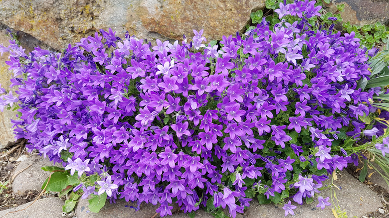 purple campanula