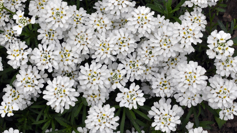 white candytuft