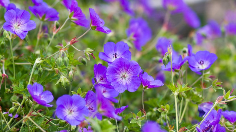 cranesbill geraniums