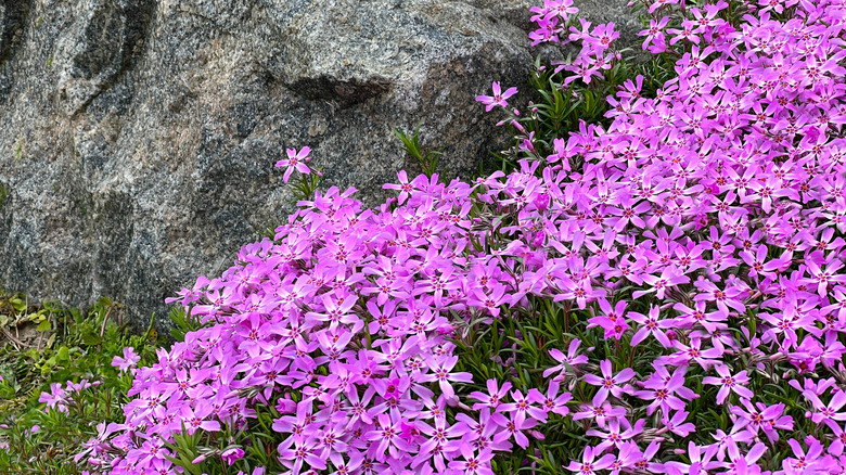 creeping phlox in rock garden