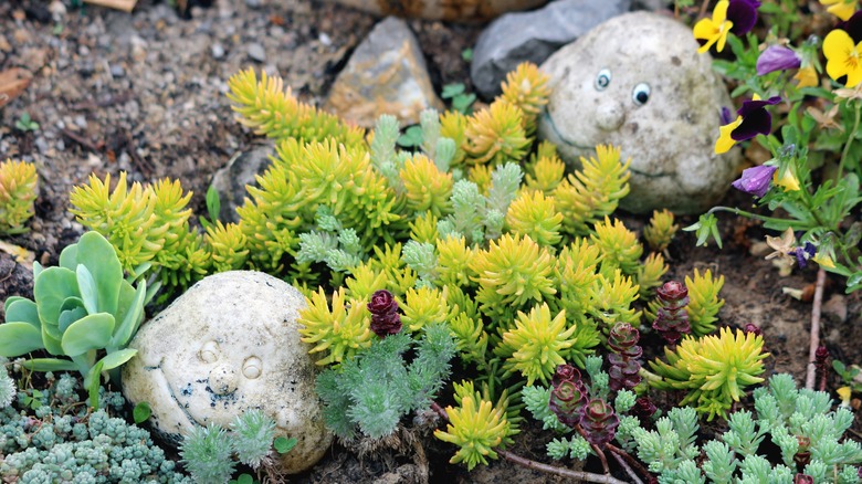 sedum in rock garden