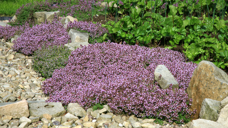 creeping thyme