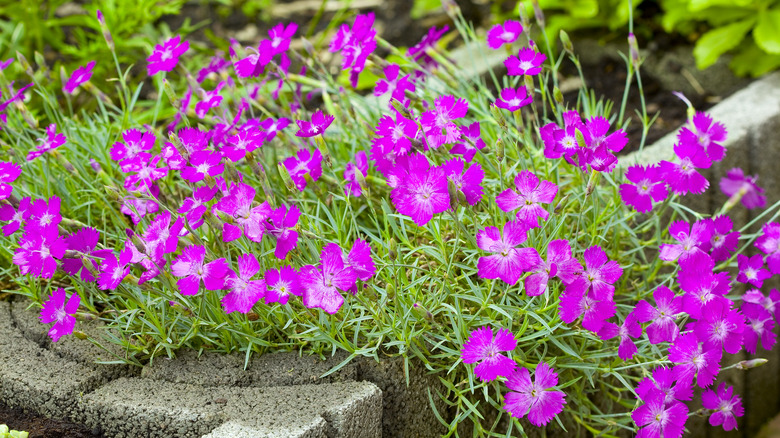 pink dianthus