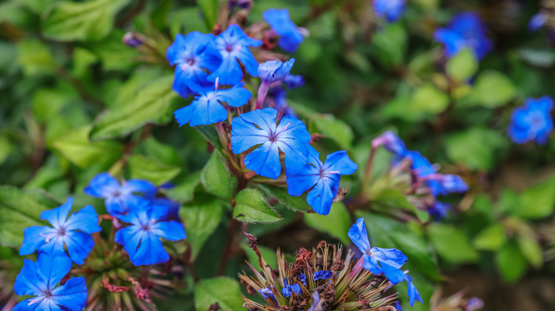 blue plumbago