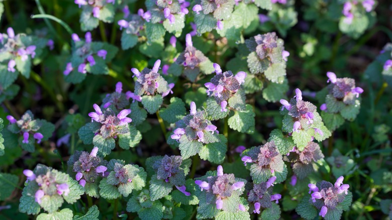 lamium 