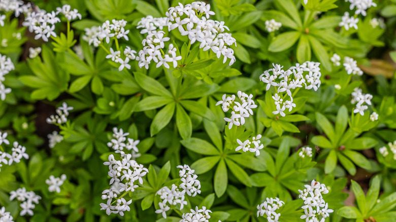 sweet woodruff