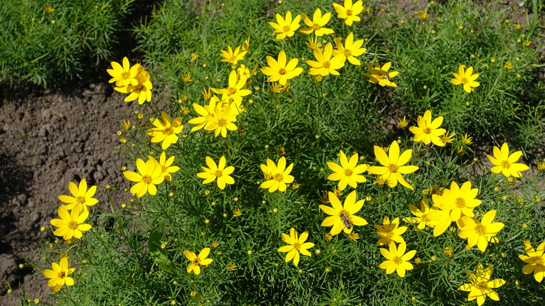 yellow coreopsis