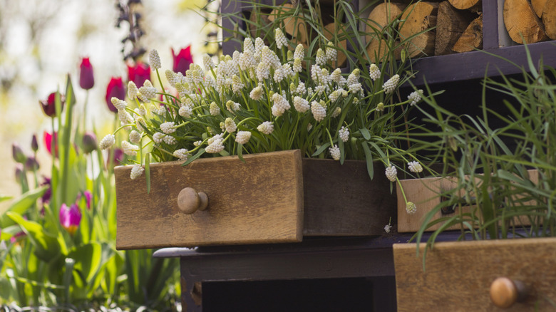 Open drawers in a chest filled with flowering plants