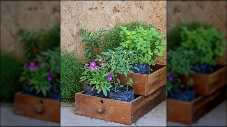 A tiered herb planter made from two different sized drawers stacked on top of each other