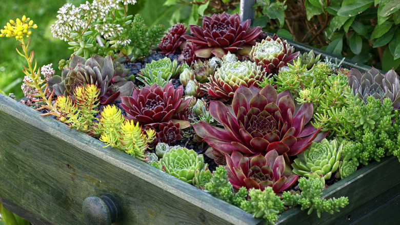 A lovely succulent garden planted in an old drawer