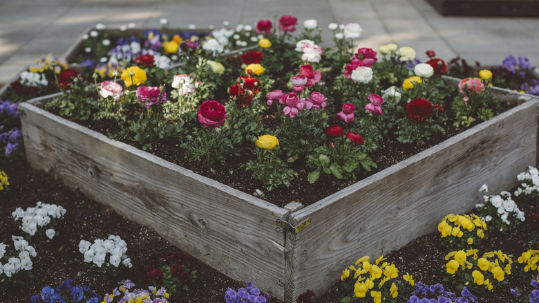 A raised timber garden bed planted with colorful flowers