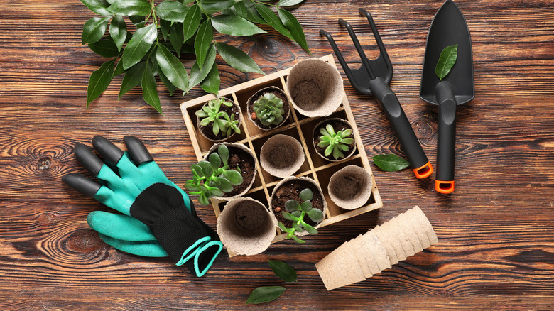 A square box with dividers filled with individual peat pots and succulents on a wooden table and surrounded by a hand trowel and fork and a pair gardening gloves.