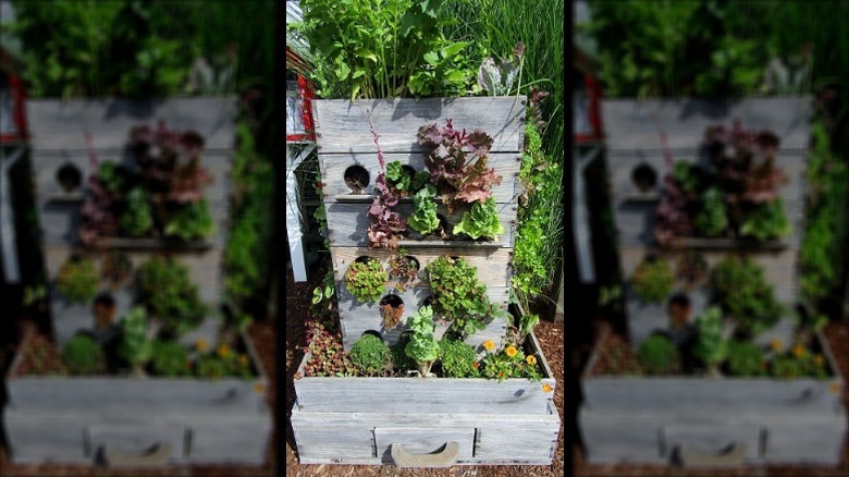 A vertical planter made from aged timber drawers stacked on top of each other with plants and leafy vegetables growing