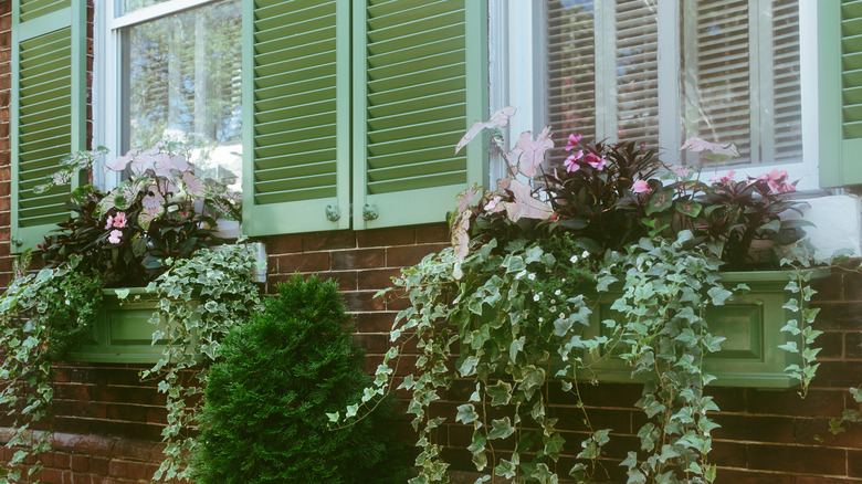 Two timber window boxes attach to a brick wall and filled with a range of plants