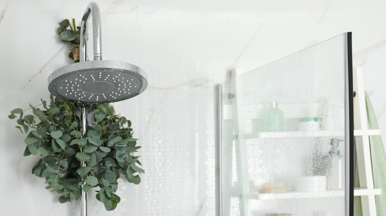 Eucalyptus plant wrapped around shower head fixture in bathroom