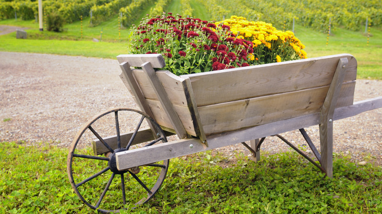 yellow painted wheelbarrow flower planter