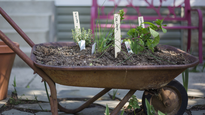 wheelbarrow herb garden