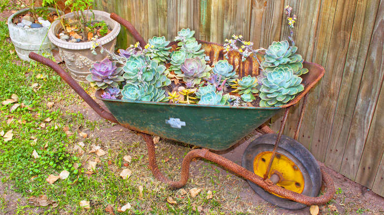 rusted wheelbarrow filled with succulents