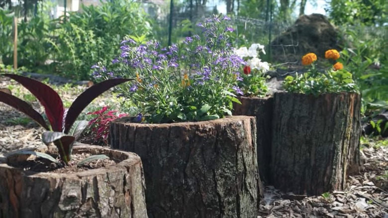 planters made from tree logs