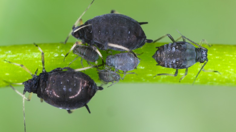 aphids on a leaf