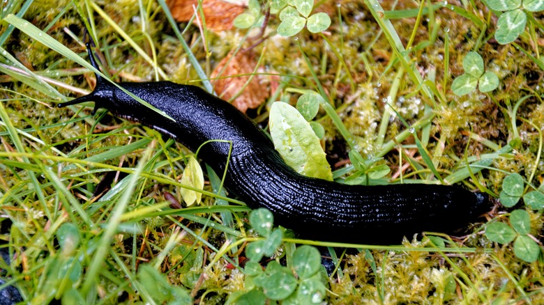 large black slug