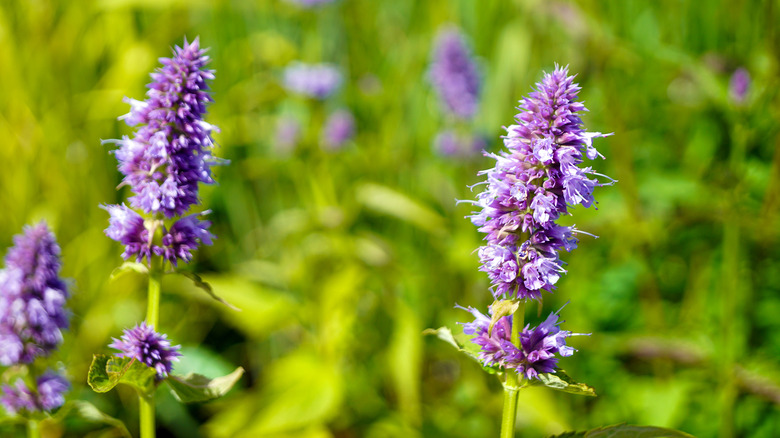 hummingbird mint