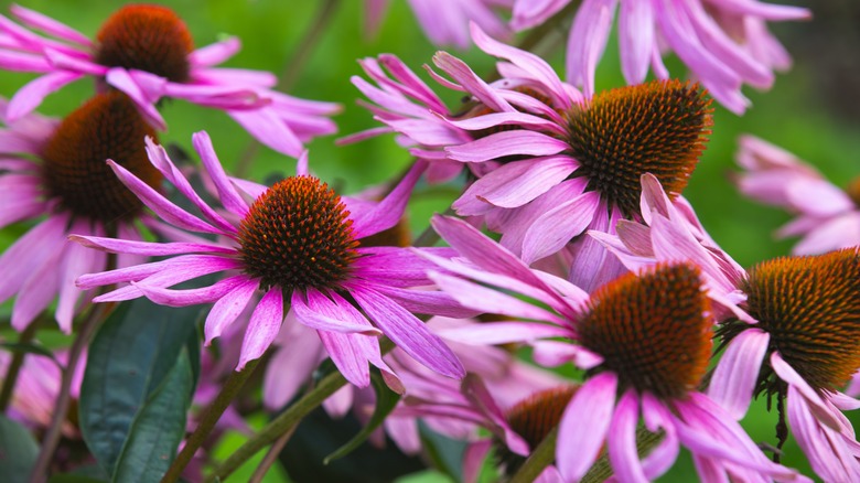 pink coneflowers