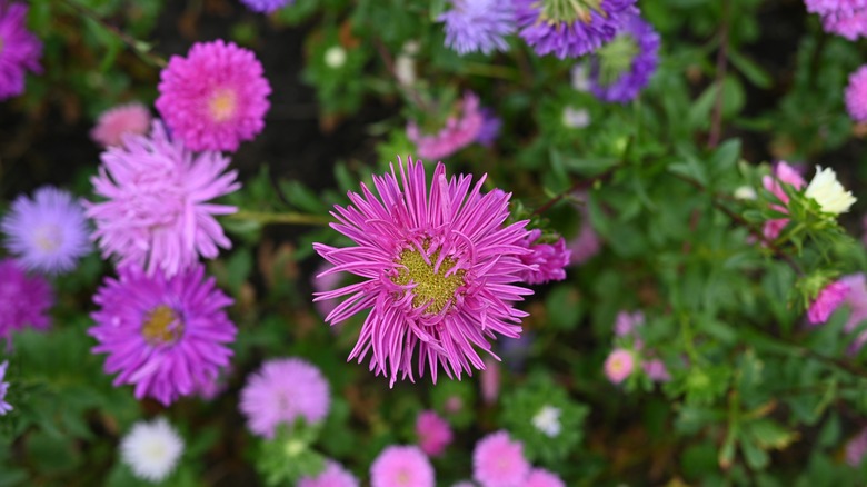 asters