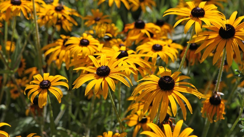 rudbeckia