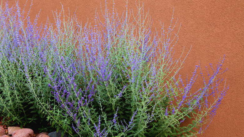 Russian sage