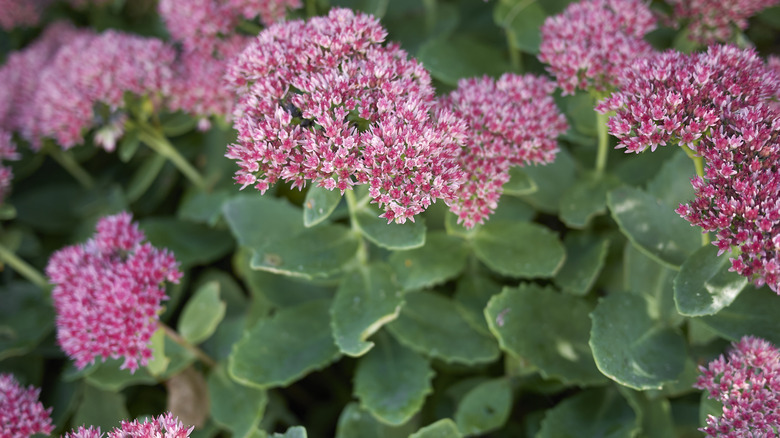 sedum