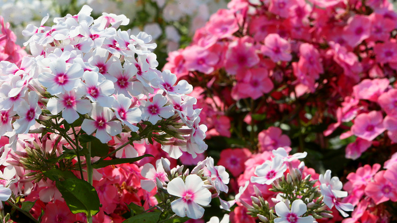 pink and white phlox