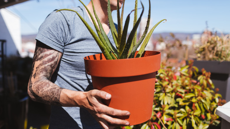 person carrying potted aloe plant