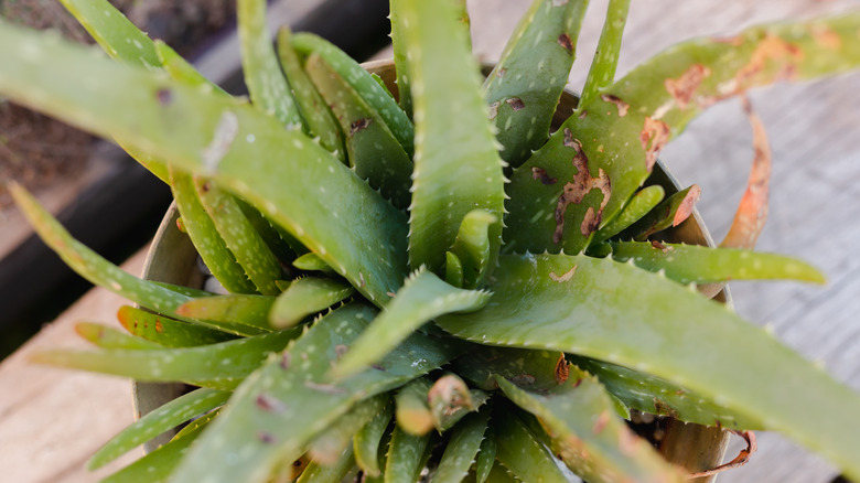 Aloe rust spots on leaves