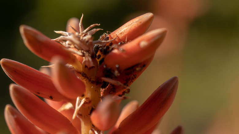 Aloe vera aphid infestation