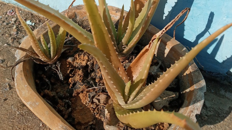 Tips dieback and brown leaves