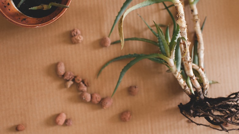 Aloe with root rot