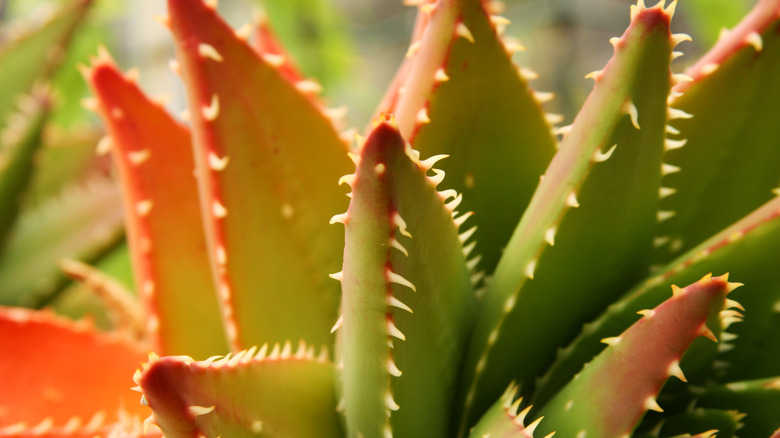 Aloe leaves turning red