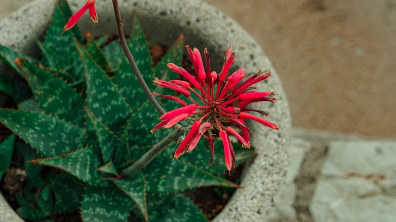 Potted aloe plant flowering