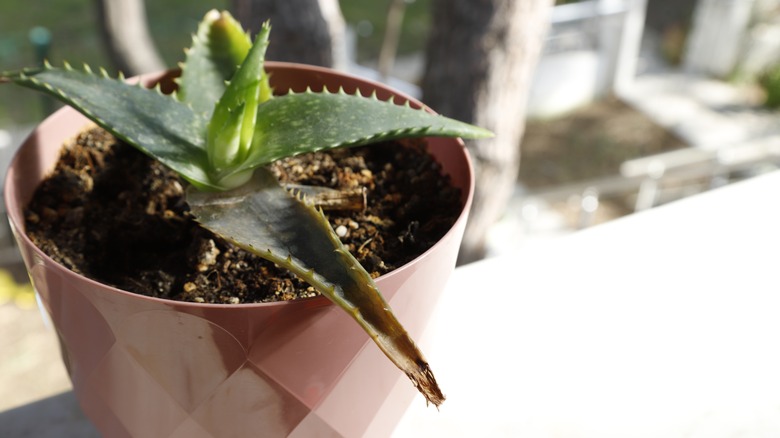 Yellowing aloe vera leaves