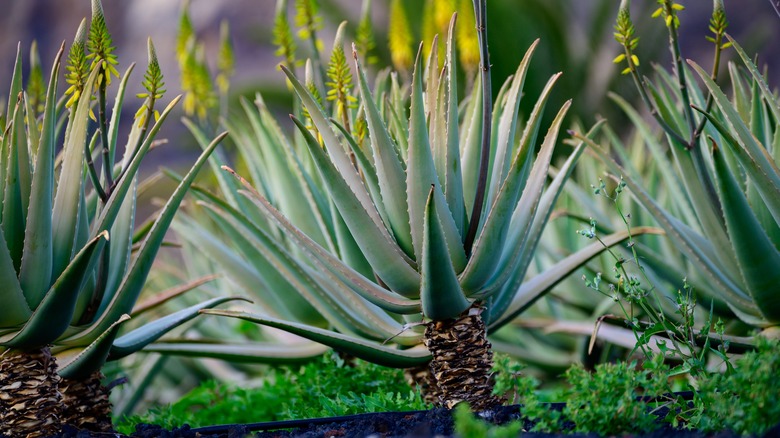 Leggy aloe plant