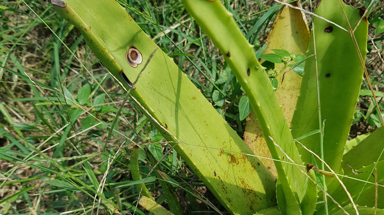 Aloe infected with anthracnose