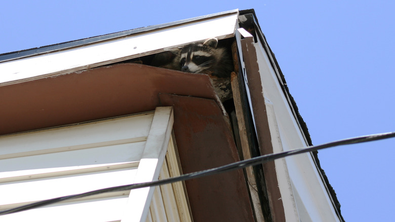 racoon in attic