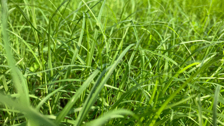 Closeup shot of lush green Bermuda grass